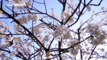 Drone footage captures southern China cherry blossoms