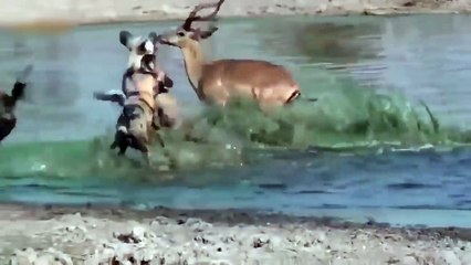 Wild fight black, deer, crocodile, elephant जंगली लड़ाई काले, हिरण, मगरमच्छ, हाथी