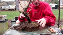 Repotting and Root Pruning a Weeping Willow Bonsai, April 2016