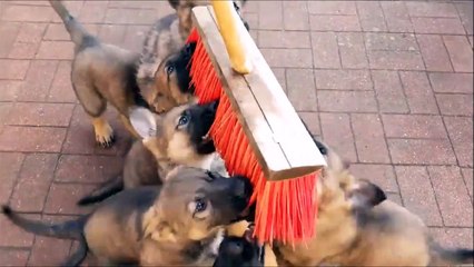 Ces chiots s'éclatent en jouant avec ce balai