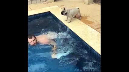 Quand ton chien fait du surf sur ton dos