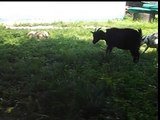 Central Asian Shepherd gets acquainted with Cameroonian mini goats