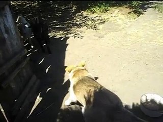 Alaskan Malamute gets acquainted with Cameroonian dwarf mini-goats Doberman's revenge