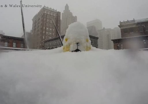 Snow Buries Johnson & Wales' Wildcat Willie in Timelapse