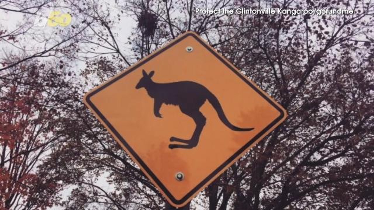 Ohio Residents Upset With Removal Of 'Kangaroo...