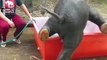 Cet éléphanteau adore prendre son bain mais il n'est pas très agile
