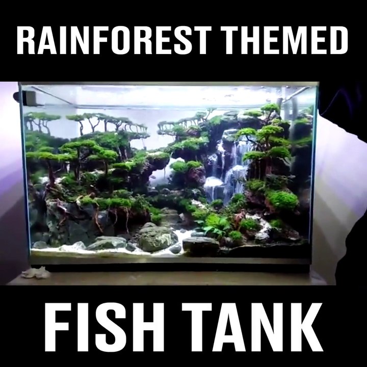 Ce qu'il a fait dans cet aquarium est incroyable