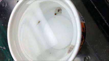 Ces bébés poulpes sont affamés et gobent des petits poissons