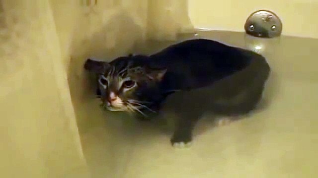 Ce chat miaule sous l'eau... Tellement drole