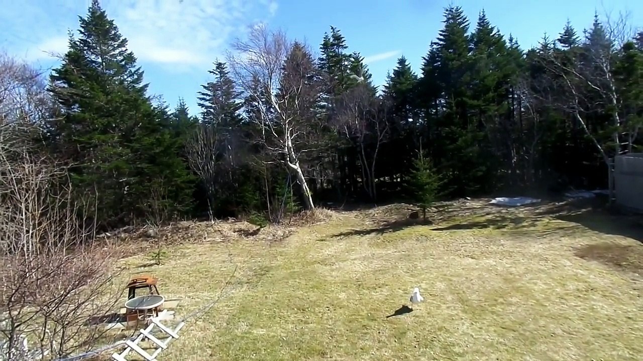 Beautiful display of Birds flying in SLOW Motion, Bird lovers will love this video..