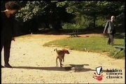Remote Controlled Dog Chaser