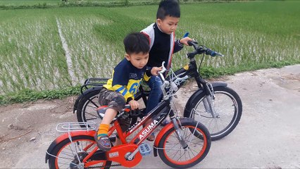 ba bố con ra đồng chơi chăn bò