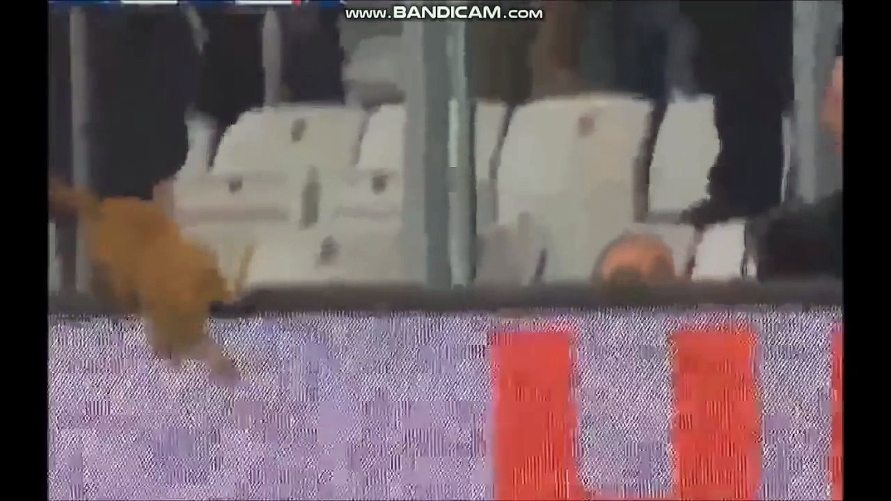 Besiktas Istanbul vs Bayern München - Cat on the Field/Katze auf dem Spielfeld