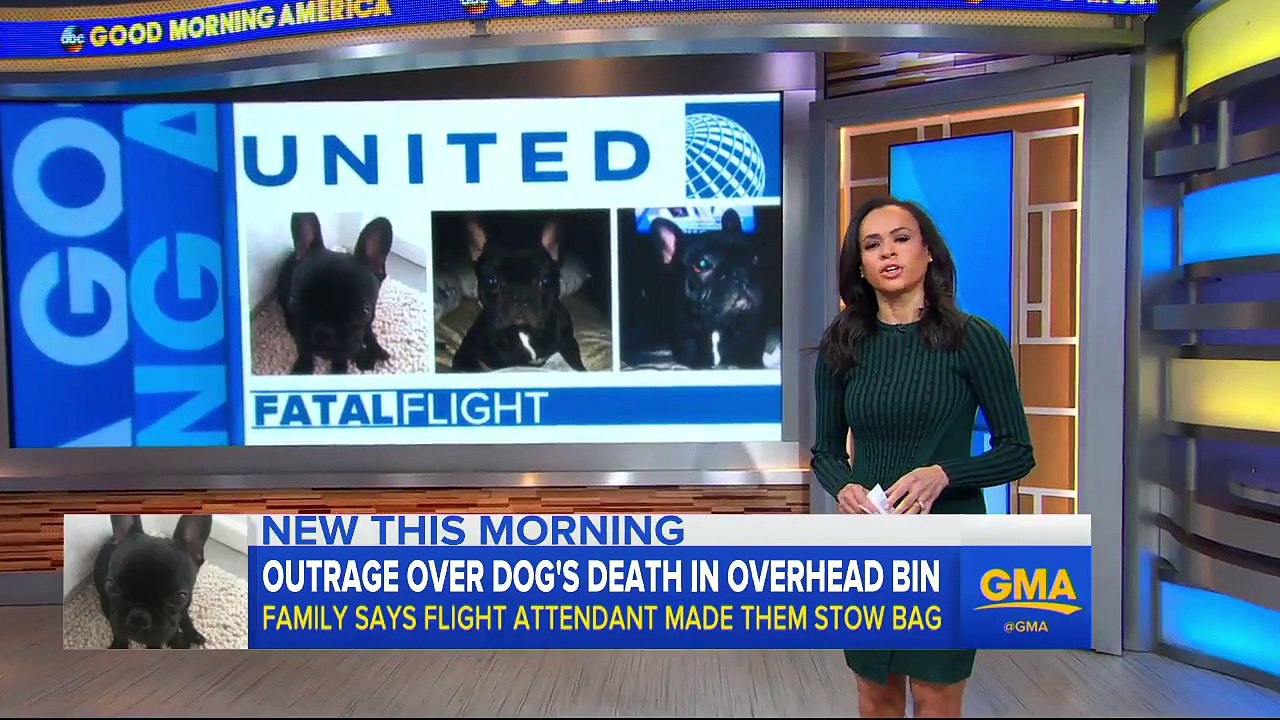 Dog dies in plane's overhead luggage bin