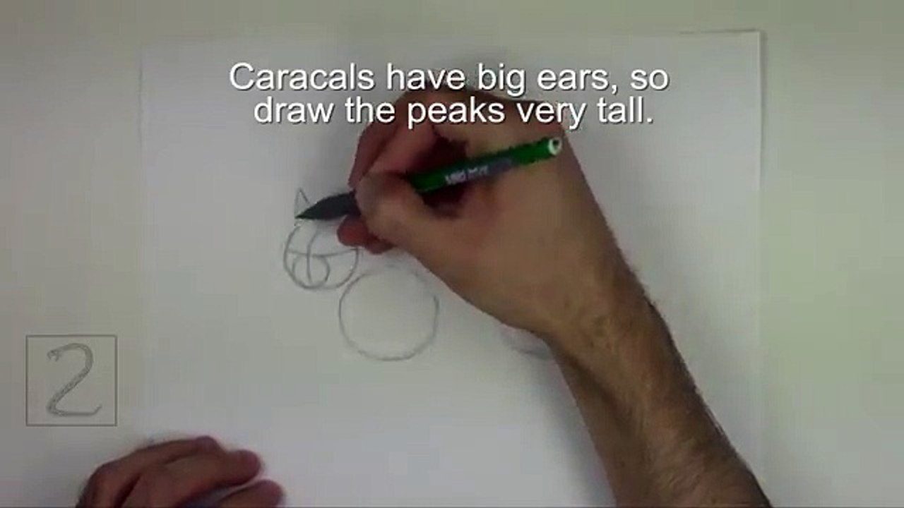 How to Draw a Caracal