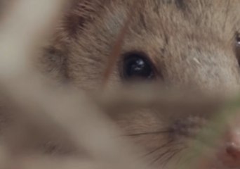 Eastern Quolls Reintroduced to Australian Mainland After Decades