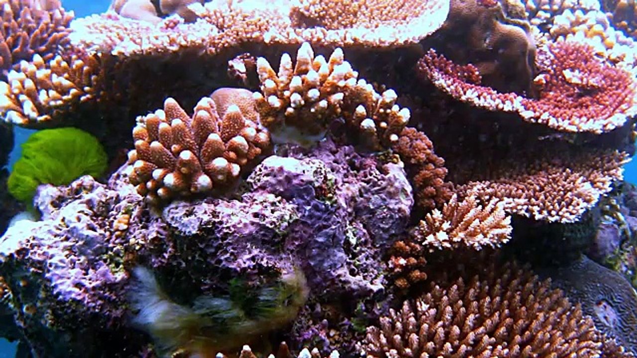 12 Most Amazing Deep Water Fs