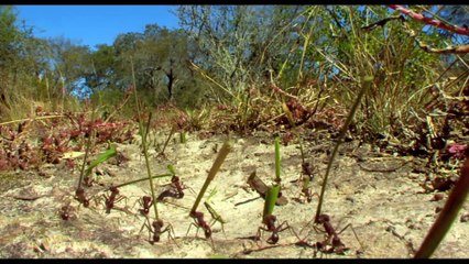 5 САМЫХ НЕВЕРОЯТНЫХ МУРАВЬЁВ