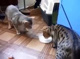 FUNNY video cats share food friends वीडियो बिल्लियाँ खाना मित्रों को साझा करती हैं