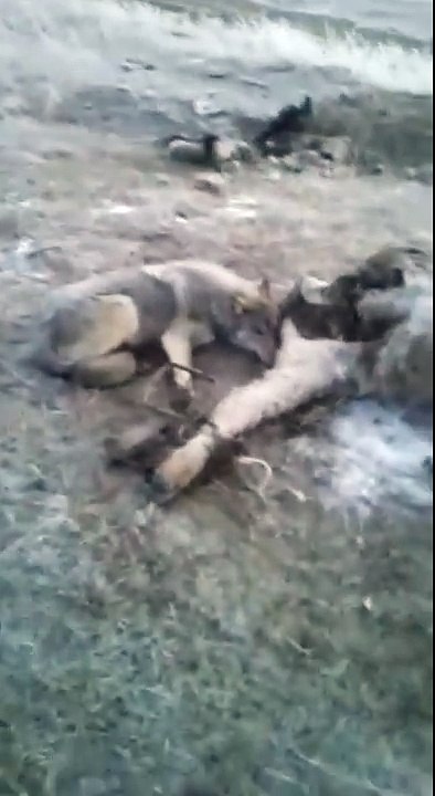 video wolf wolf the wolf was trapped le loup était piégé