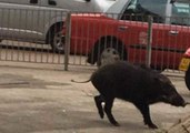 Wild Boar Trots Along Urban Street 'After Victoria Harbour Swim'