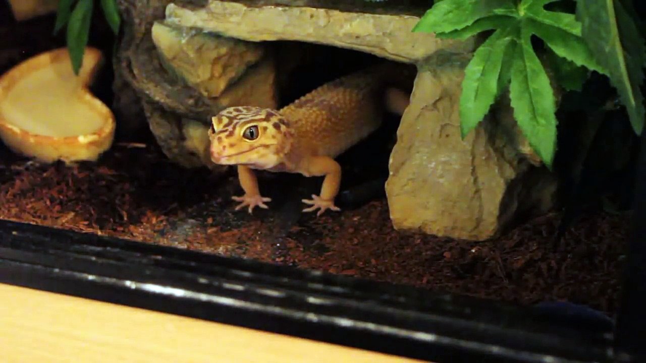 Leopard Gecko Feeding Time!