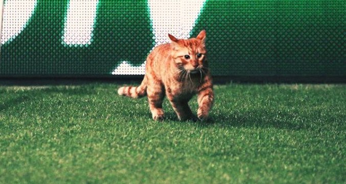 Beşiktaş -Bayern Münih Maçında Sahaya Giren Kediyi Maçın Adamı Seçtiler