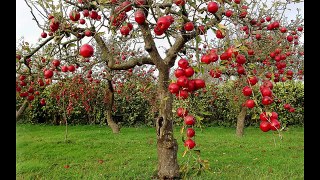 Everything You Need To Know About Apple Trees - Including Growing from Seed vs Grafting