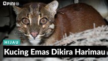 #1MENIT | Kucing Emas Dikira Harimau