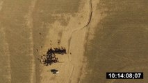 Ces vaches sont vues de l'espace par SpaceX dans un champ !