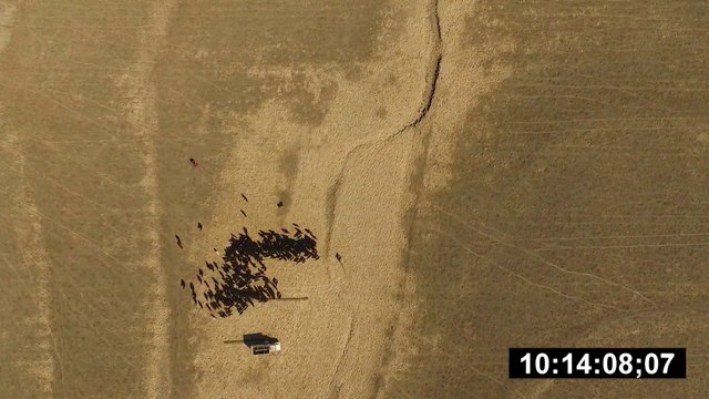 Ces vaches sont vues de l'espace par SpaceX dans un champ !