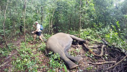 Réveil d'un éléphant en pleine jungle.. impressionnant !