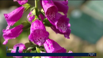 Israël : des plantes bibliques pour soigner