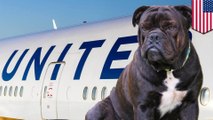 客室乗務員が乗客のペットを荷物入れに収納させ…犬が死亡　ユナイテッド航空 - トモニュース