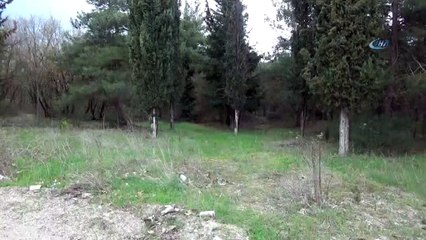 Üniversiteyi yaban domuzu bastı