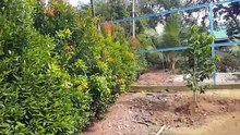 Ternak Ayam Kampung Mardi, Ayam Arab & Ayam Sabung (cara moden & terkini)