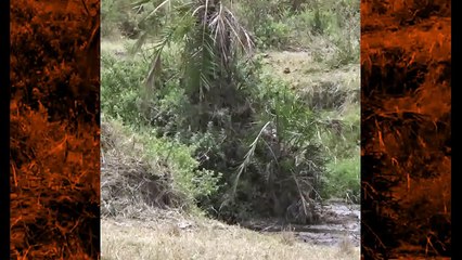 Lion Vs Hyena Vs Impala | Latest Wildlife Sightings