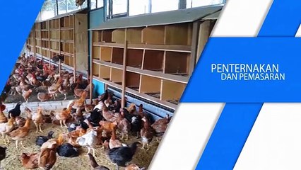 Video Korporate Persatuan Usahawan Ayam Kampung Malaysia (PUSAKA)