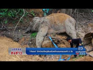 เจ้าขอด ช้างป่าเขาใหญ่ล้มแล้วหลังนอนทรมานเท้า 6 วัน l บรรจงชงข่าว l 7 เม.ย.60