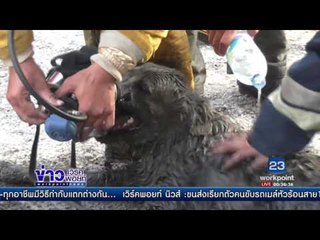 นาทีชีวิต “เจ้าชมพู่” เจ้าตูบสำลักควันนอนหายใจรวยริน l ข่าวเวิร์คพอยท์ l 26 เม.ย.60