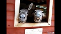 Very funny donkeys!