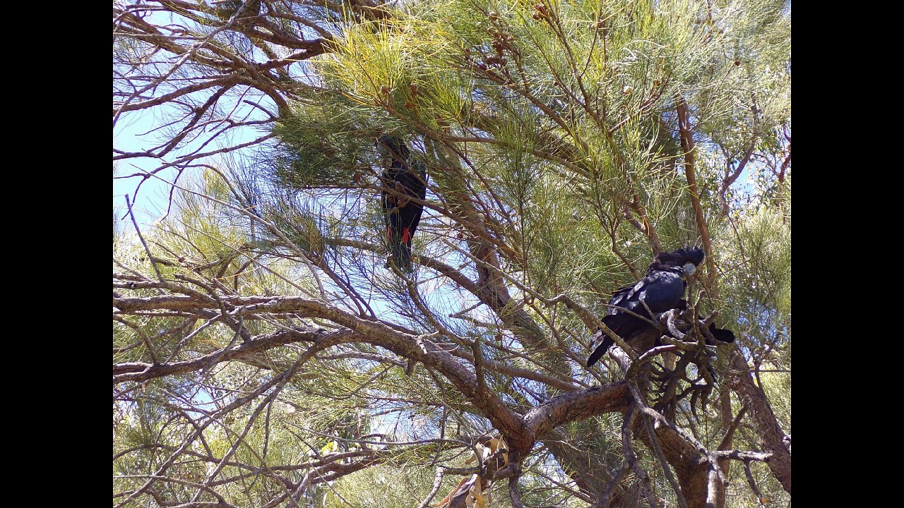 VIDEO AUSTRALIE 2004 à 2018