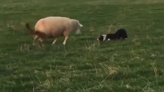 Smijesna ovca