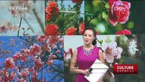 Spring Awakening: Flowers in full bloom around China