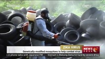 Zika Virus: Genetically-modified mosquitoes to help combat virus
