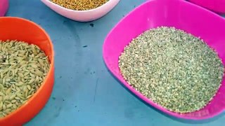 Budgerigar Food and Nutrition Explained (English Subtitles)
