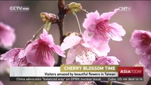 Cherry Blossom Time: Visitors amazed by beautiful flowers in Taiwan