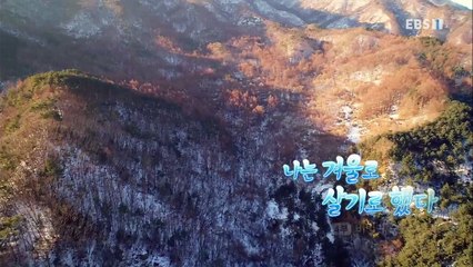 한국기행 - Korea travel_나는 겨울로 살기로 했다 4부 비밀의 숲_#001