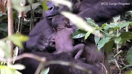 Rare sighting of newborn gorilla baby cuddling with her mother