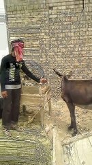 Funny Indian Film Best Dialog  in New style WITH donkey